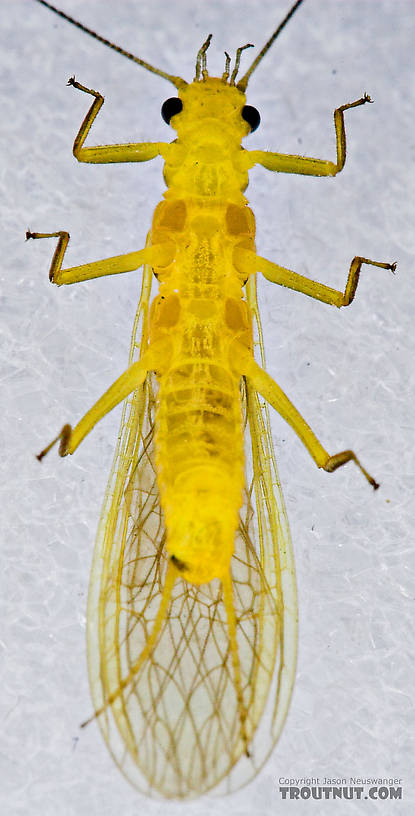 Female Perlesta (Golden Stones) Stonefly Adult from Enfield Creek in New York