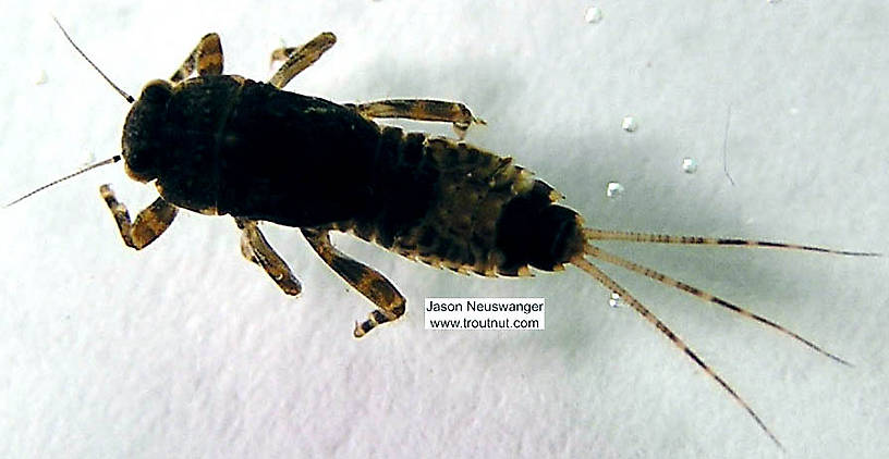 Ephemerella subvaria (Hendrickson) Mayfly Nymph from the Namekagon River in Wisconsin