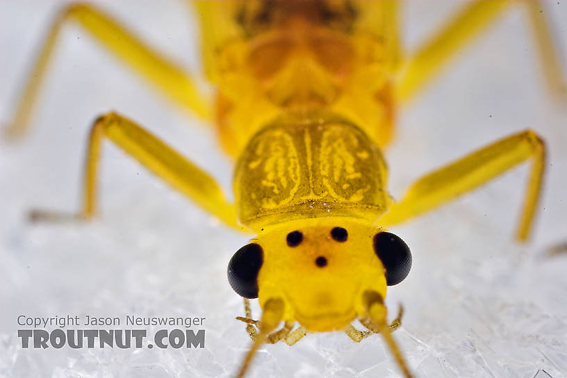 Female Perlesta (Golden Stones) Stonefly Adult from Enfield Creek in New York