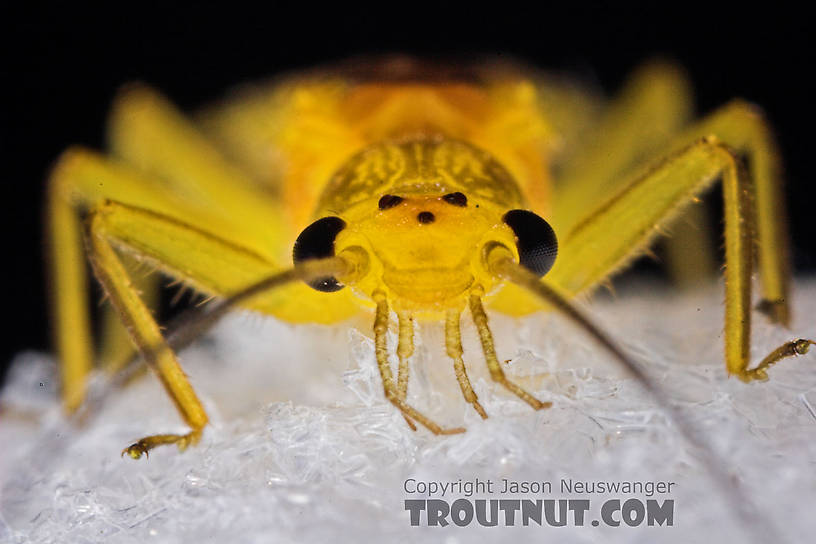 Female Perlesta (Golden Stones) Stonefly Adult from Enfield Creek in New York