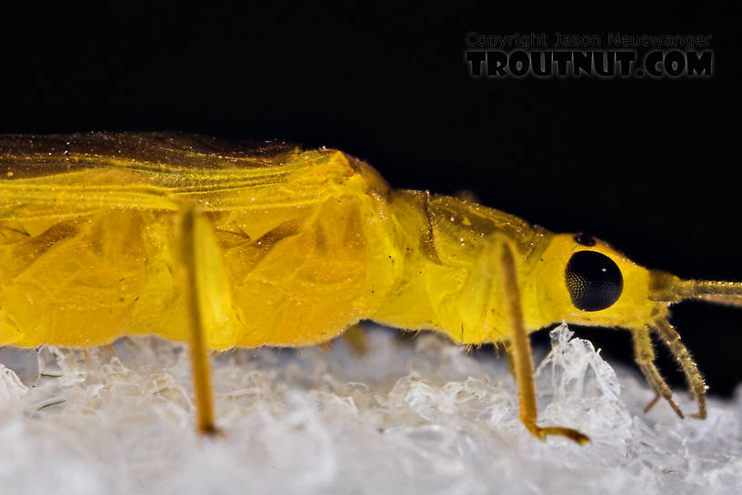 Female Perlesta (Golden Stones) Stonefly Adult from Enfield Creek in New York