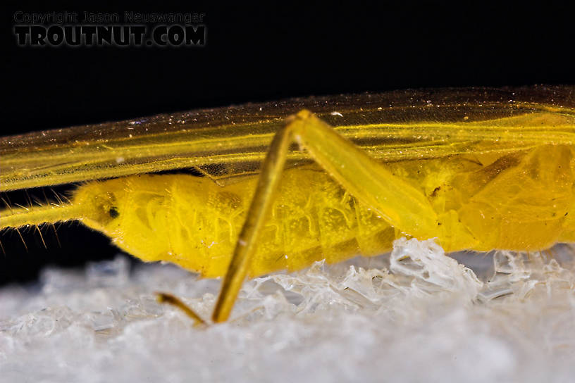 Female Perlesta (Golden Stones) Stonefly Adult from Enfield Creek in New York