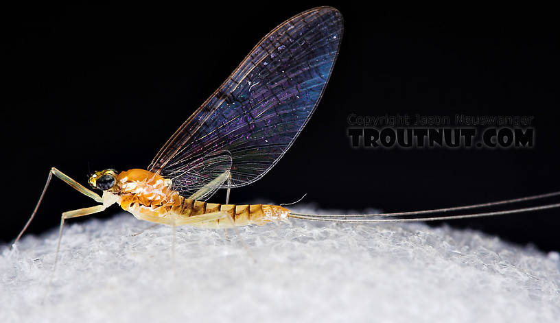 Female Leucrocuta hebe (Little Yellow Quill) Mayfly Spinner from Willowemoc Creek in New York