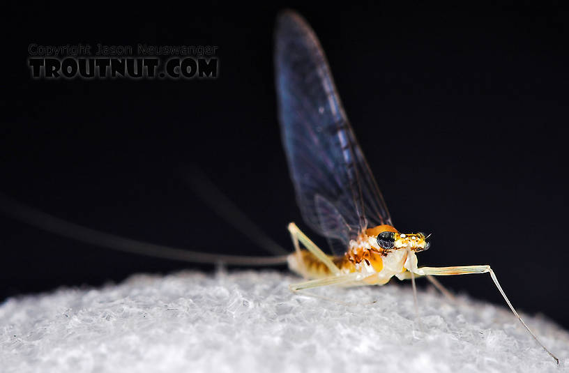 Female Leucrocuta hebe (Little Yellow Quill) Mayfly Spinner from Willowemoc Creek in New York