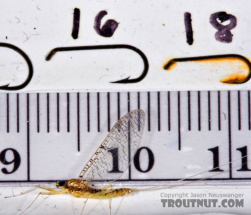 Female Leucrocuta hebe (Little Yellow Quill) Mayfly Spinner from Willowemoc Creek in New York