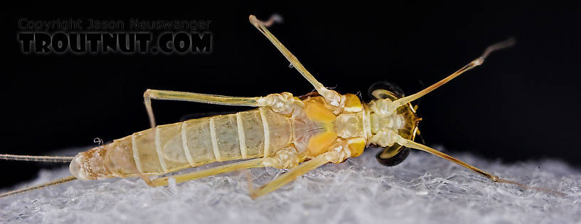 Female Leucrocuta hebe (Little Yellow Quill) Mayfly Spinner from Willowemoc Creek in New York