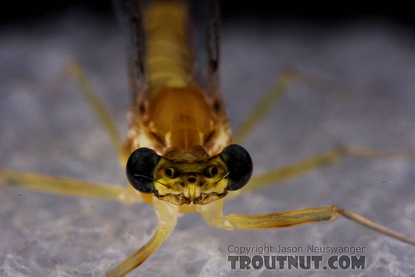 Female Leucrocuta hebe (Little Yellow Quill) Mayfly Spinner from Willowemoc Creek in New York