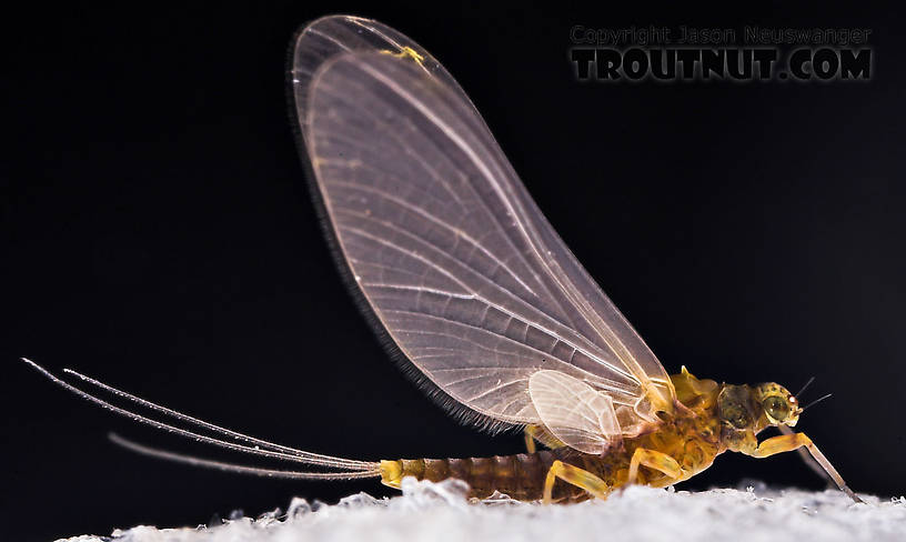 Female Attenella margarita (Little Western Blue-Winged Olive) Mayfly Dun from Willowemoc Creek in New York