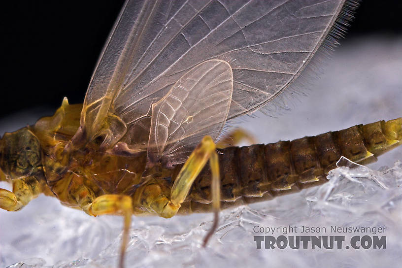 Female Attenella margarita (Little Western Blue-Winged Olive) Mayfly Dun from Willowemoc Creek in New York