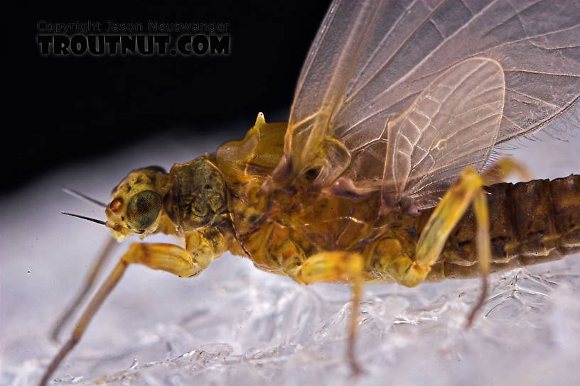 Female Attenella margarita (Little Western Blue-Winged Olive) Mayfly Dun from Willowemoc Creek in New York