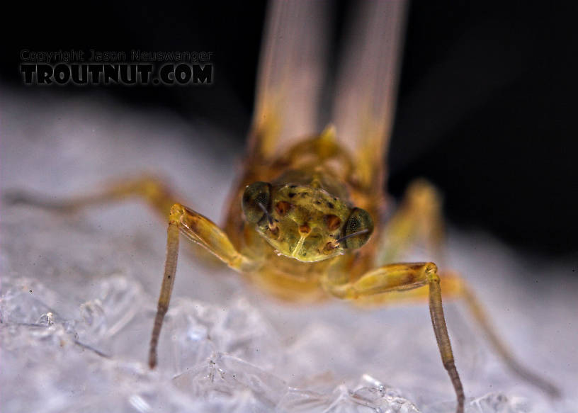 Female Attenella margarita (Little Western Blue-Winged Olive) Mayfly Dun from Willowemoc Creek in New York