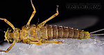 Female Attenella margarita (Little Western Blue-Winged Olive) Mayfly Dun from Willowemoc Creek in New York