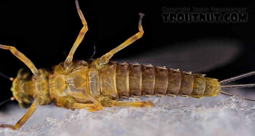 Female Attenella margarita (Little Western Blue-Winged Olive) Mayfly Dun from Willowemoc Creek in New York