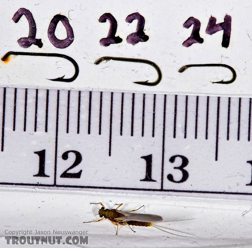 Female Attenella margarita (Little Western Blue-Winged Olive) Mayfly Dun from Willowemoc Creek in New York