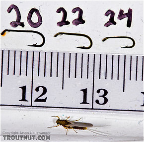 Female Attenella margarita (Little Western Blue-Winged Olive) Mayfly Dun