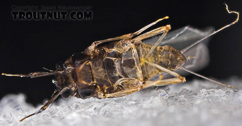 Female Tricorythodes (Tricos) Mayfly Spinner from the Neversink River in New York