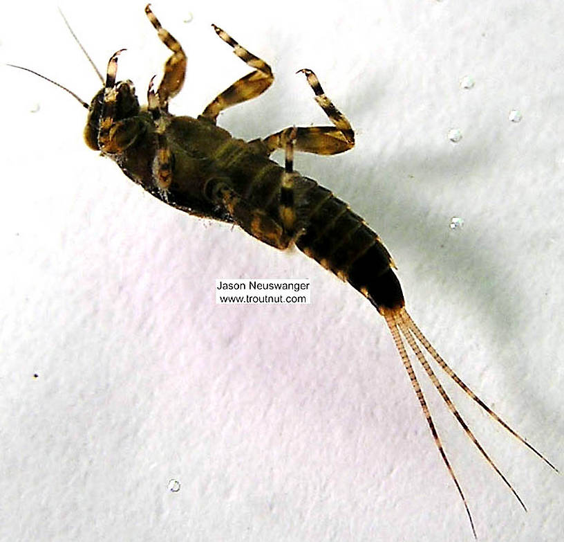 Ephemerella subvaria (Hendrickson) Mayfly Nymph from the Namekagon River in Wisconsin