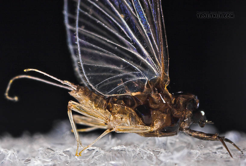 Female Tricorythodes (Tricos) Mayfly Spinner from the Neversink River in New York