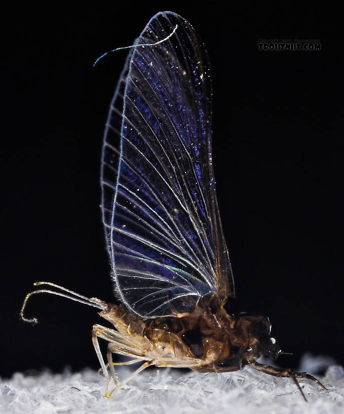 Female Tricorythodes (Tricos) Mayfly Spinner from the Neversink River in New York