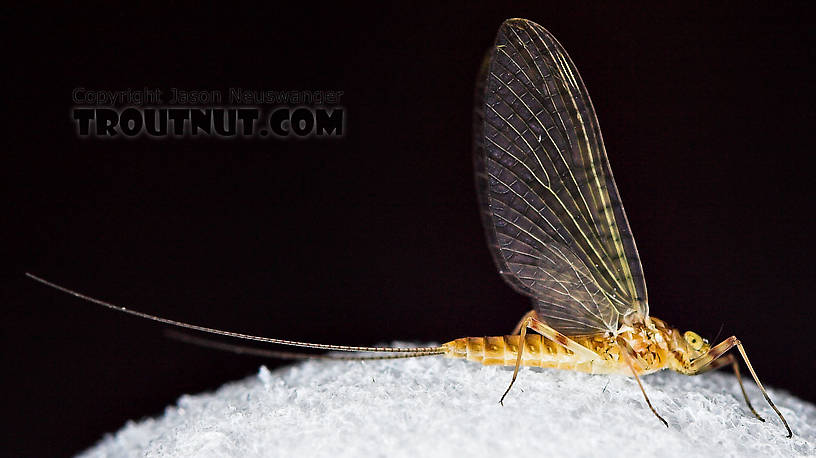 Female Maccaffertium (March Browns and Cahills) Mayfly Dun from the Neversink River in New York