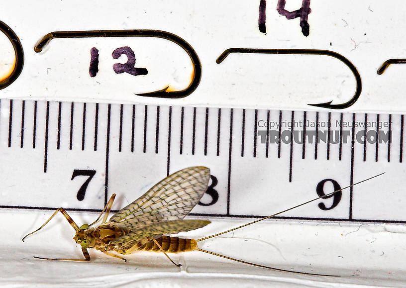 Female Maccaffertium (March Browns and Cahills) Mayfly Dun from the Neversink River in New York