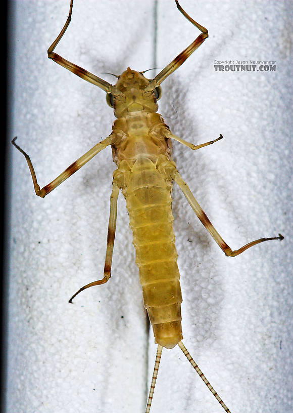 Female Maccaffertium (March Browns and Cahills) Mayfly Dun from the Neversink River in New York