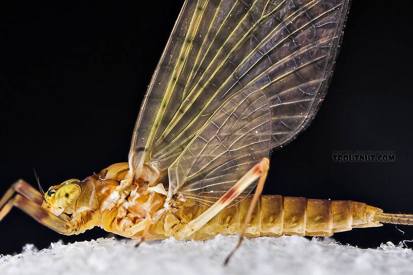 Female Maccaffertium (March Browns and Cahills) Mayfly Dun from the Neversink River in New York