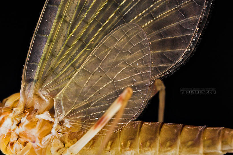 Female Maccaffertium (March Browns and Cahills) Mayfly Dun from the Neversink River in New York