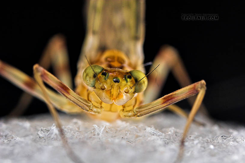 Female Maccaffertium (March Browns and Cahills) Mayfly Dun from the Neversink River in New York