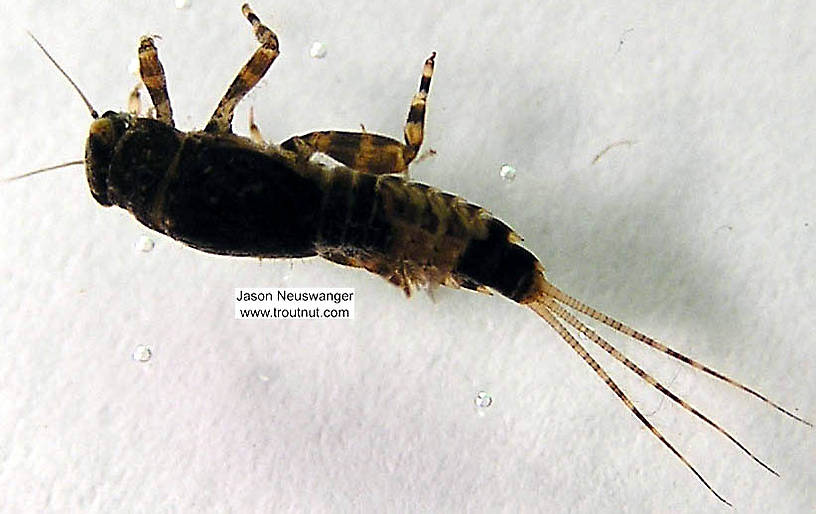 Ephemerella subvaria (Hendrickson) Mayfly Nymph from the Namekagon River in Wisconsin