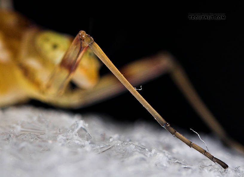 Female Maccaffertium (March Browns and Cahills) Mayfly Dun from the Neversink River in New York