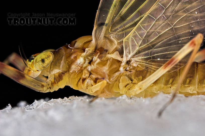 Female Maccaffertium (March Browns and Cahills) Mayfly Dun from the Neversink River in New York