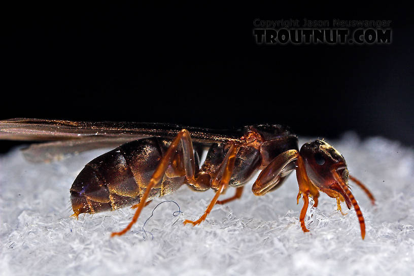 Formicidae (Ants) Ant Adult from the Neversink River in New York