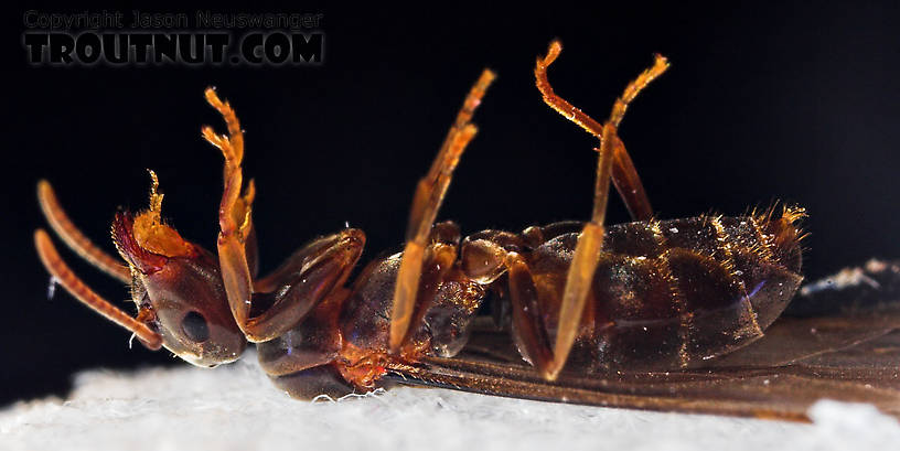 Formicidae (Ants) Ant Adult from the Neversink River in New York