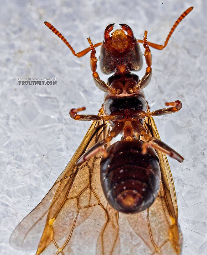 Formicidae (Ants) Ant Adult from the Neversink River in New York