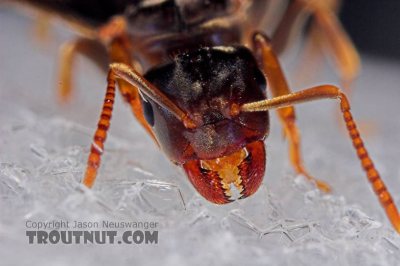 Formicidae (Ants) Ant Adult from the Neversink River in New York