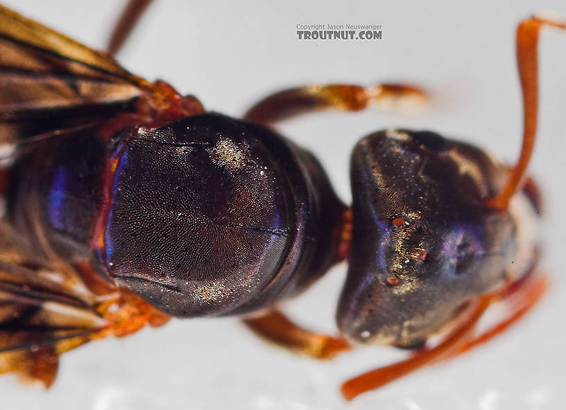 Formicidae (Ants) Ant Adult from the Neversink River in New York