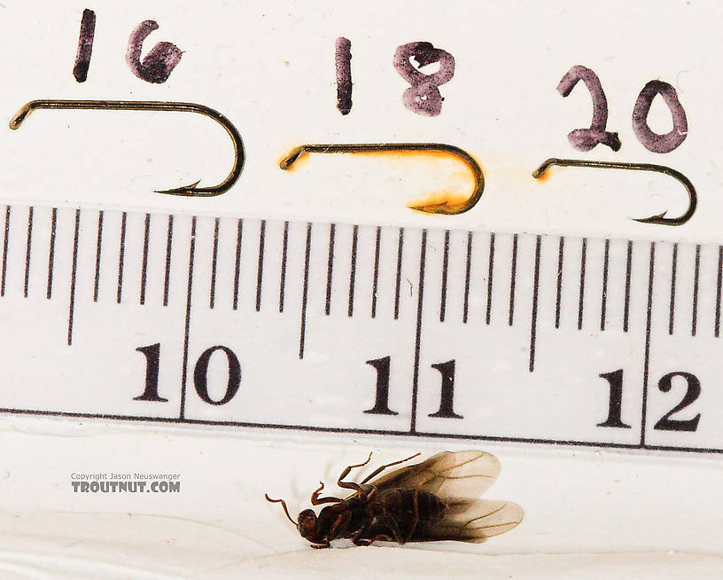 Formicidae (Ants) Ant Adult from the Neversink River in New York