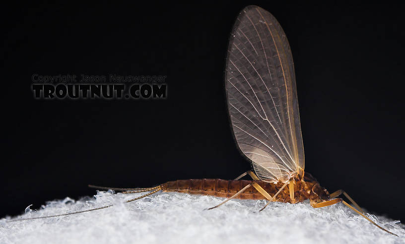 Female Paraleptophlebia (Blue Quills and Mahogany Duns) Mayfly Dun from the Neversink River in New York