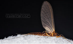 Female Paraleptophlebia (Blue Quills and Mahogany Duns) Mayfly Dun