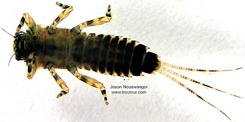 Ephemerella subvaria (Hendrickson) Mayfly Nymph from unknown in Wisconsin