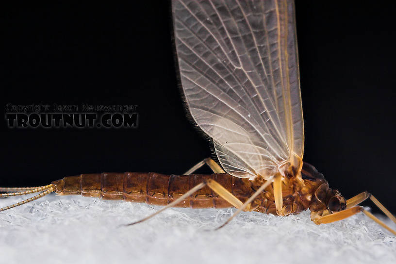 Female Paraleptophlebia (Blue Quills and Mahogany Duns) Mayfly Dun from the Neversink River in New York