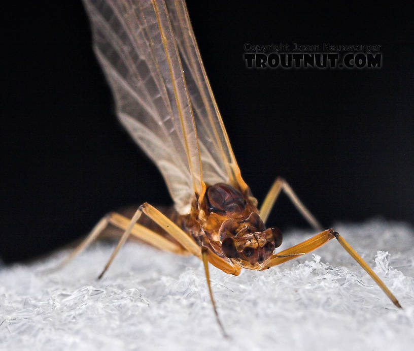 Female Paraleptophlebia (Blue Quills and Mahogany Duns) Mayfly Dun from the Neversink River in New York