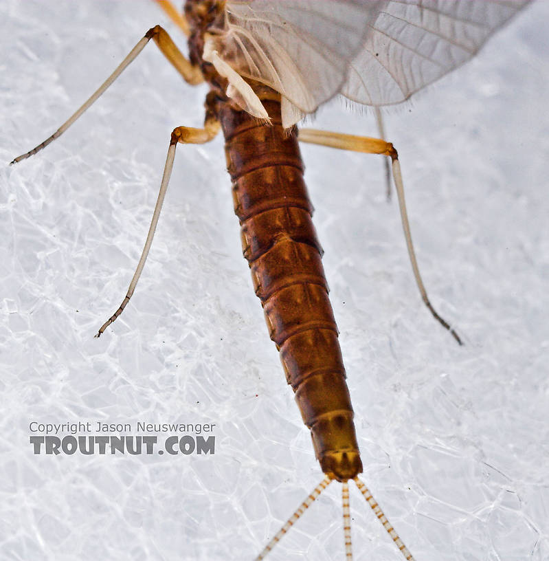 Female Paraleptophlebia (Blue Quills and Mahogany Duns) Mayfly Dun from the Neversink River in New York