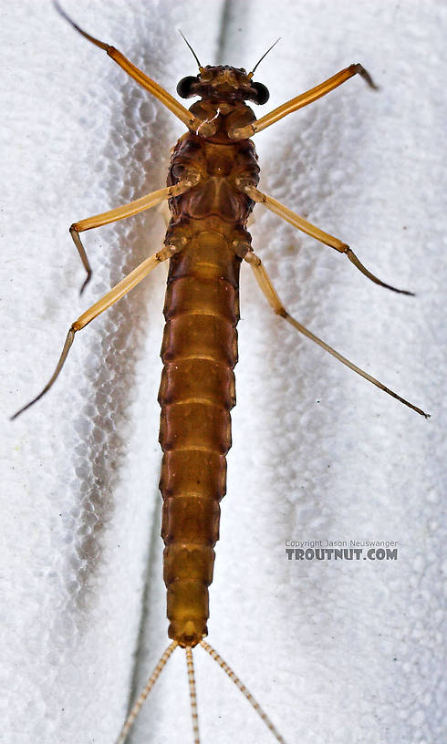 Female Paraleptophlebia (Blue Quills and Mahogany Duns) Mayfly Dun from the Neversink River in New York