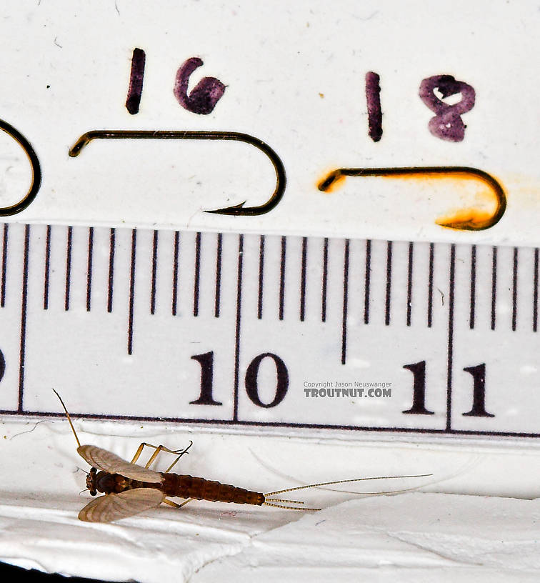 Female Paraleptophlebia (Blue Quills and Mahogany Duns) Mayfly Dun from the Neversink River in New York