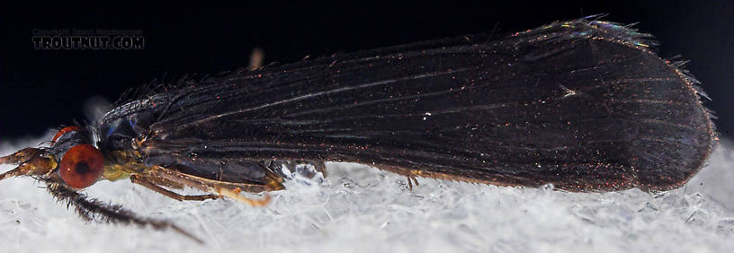 Mystacides sepulchralis (Black Dancer) Caddisfly Adult from the Neversink River in New York