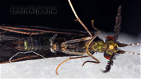 Mystacides sepulchralis (Black Dancer) Caddisfly Adult