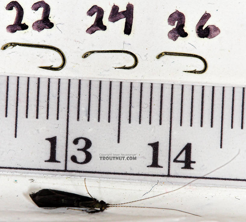 Mystacides sepulchralis (Black Dancer) Caddisfly Adult from the Neversink River in New York