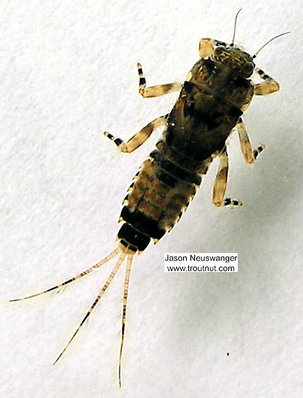 Ephemerella subvaria (Hendrickson) Mayfly Nymph from unknown in Wisconsin